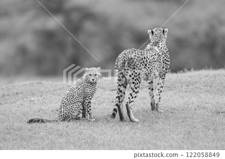 Mono cheetah cub on grass behind mother 122058849