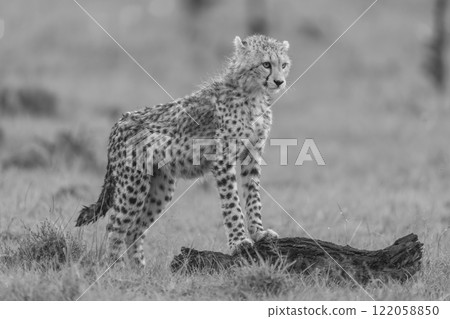 Mono cheetah cub on log in savannah 122058850