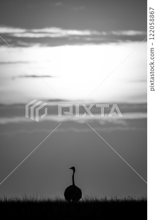 Mono common ostrich on horizon at sunset Mono common ostrich on horizon at sunset 122058867