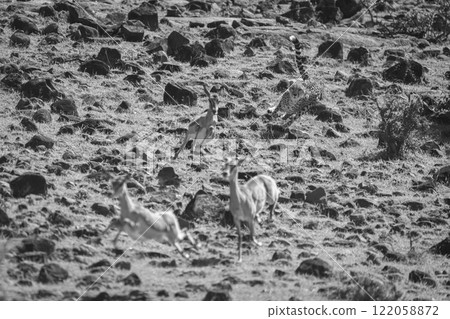 Mono female cheetah chases impalas over rocks Mono female cheetah chases impalas over rocks 122058872