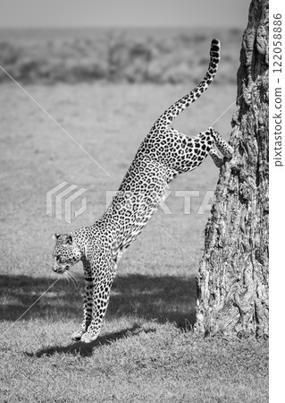 Mono leopard jumps down from tree trunk 122058886