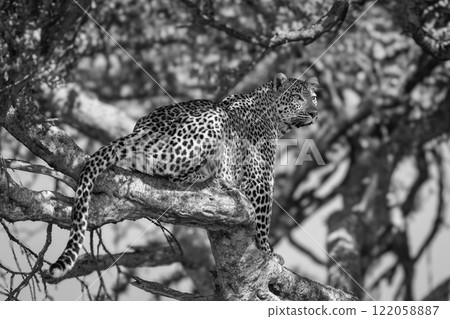 Mono leopard sits in tree looking out 122058887
