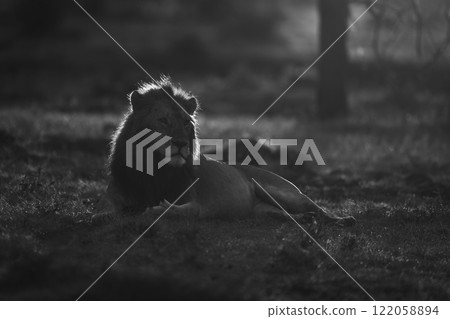 Mono lion lying on grass at dawn 122058894
