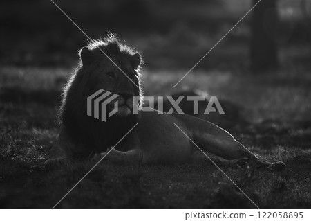 Mono lion lying on grass at sunrise 122058895