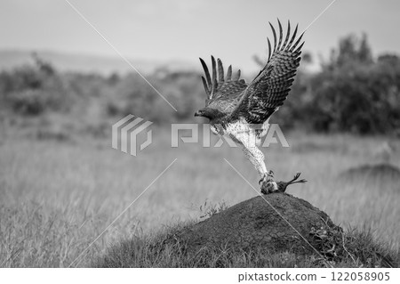 Mono martial eagle taking off from mound Mono martial eagle taking off from mound 122058905