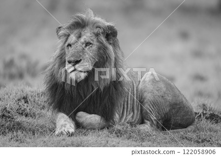 Mono one-eyed male lion lies on mound Mono one-eyed male lion lies on mound 122058906