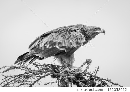 Mono steppe eagle with carcase on thornbush Mono steppe eagle with carcase on thornbush 122058912