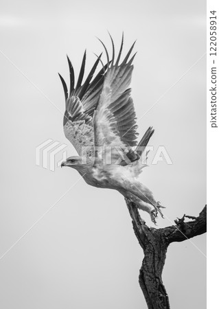 Mono tawny eagle taking off from tree Mono tawny eagle taking off from tree 122058914