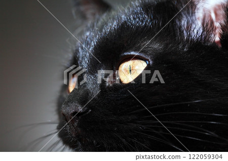 Portrait Of A Black Cat Portrait Of A Black Cat 122059304
