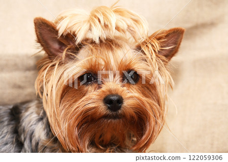 Funny Little Dog Funny Little Dog 122059306