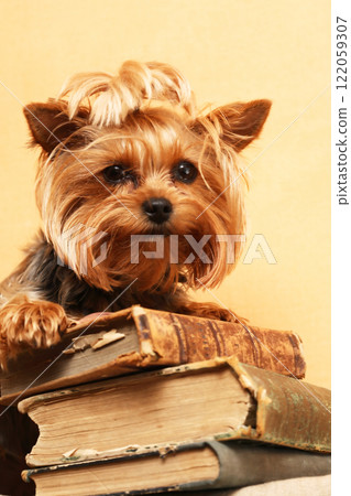 The Librarian Dog 122059307
