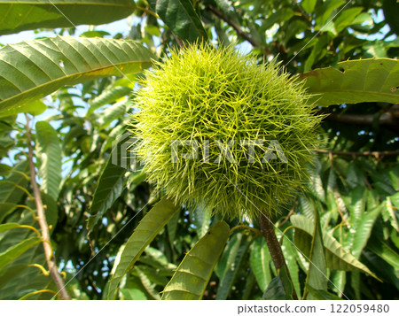 Chestnut fruit tree Chestnut fruit tree 122059480