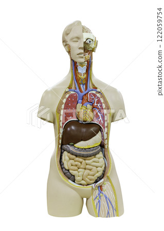 白背景人體模型攝影合作:電波學園教育法人東京電子學校 白背景人體模型攝影合作:電波學園教育法人東京電子學校 122059754