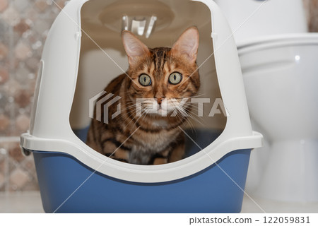 A domestic cat uses a litter box with a lid in the toilet room. A domestic cat uses a litter box with a lid in the toilet room. 122059831