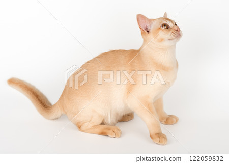 Adorable cream kitten of Burmese breed on studio background. Adorable cream kitten of Burmese breed on studio background. 122059832