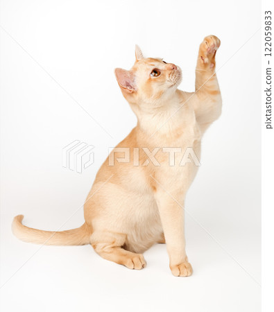 Cream Burmese cat with raised paw. Cream Burmese cat with raised paw. 122059833