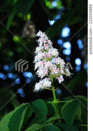 A Flowering Chestnut Tree 122059869