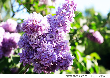 Blooming Lilac Blooming Lilac 122059870