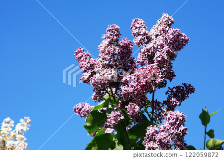 Blooming Lilac Blooming Lilac 122059872