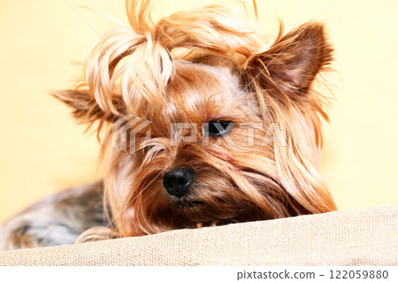 A Sad Little Dog A Sad Little Dog 122059880