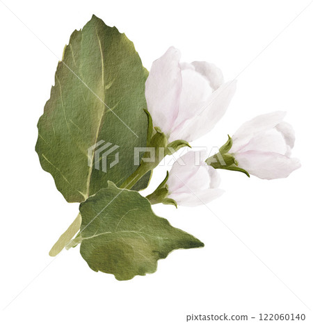 watercolor apple blossom illustration with white flowers and green leaves watercolor apple blossom illustration with white flowers and green leaves 122060140