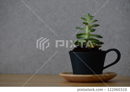 Echeveria Elfstone planted in a Tokoname ware coffee cup Echeveria Elfstone planted in a Tokoname ware coffee cup 122060328