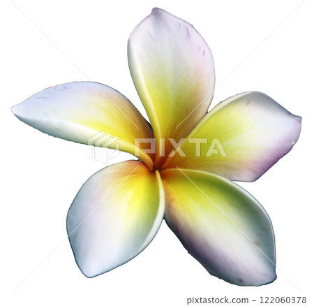 isolate of white frangipani flower isolate of white frangipani flower 122060378