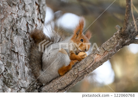 Red eurasian squirrel on snow in the park, close-up. Winter time. 122060768