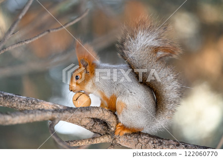 Red eurasian squirrel on snow in the park, close-up. Winter time. Red eurasian squirrel on snow in the park, close-up. Winter time. 122060770