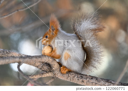 Red eurasian squirrel on snow in the park, close-up. Winter time. Red eurasian squirrel on snow in the park, close-up. Winter time. 122060771