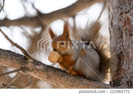 Red eurasian squirrel on snow in the park, close-up. Winter time. Red eurasian squirrel on snow in the park, close-up. Winter time. 122060772
