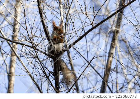 Red eurasian squirrel on snow in the park, close-up. Winter time. 122060778