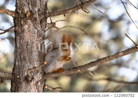 Red eurasian squirrel on snow in the park, close-up. Winter time. 122060782