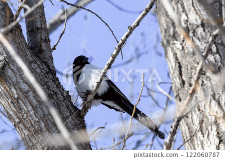 Magpie in a winter park. Birdwatching in the city. 122060787