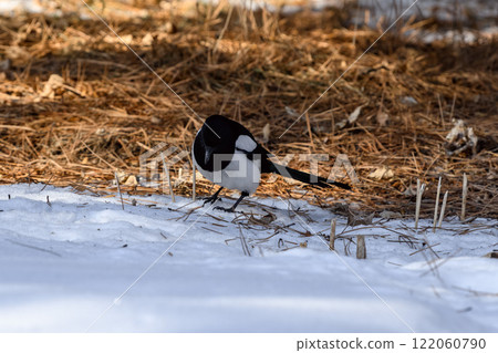 Magpie in a winter park. Birdwatching in the city. Magpie in a winter park. Birdwatching in the city. 122060790