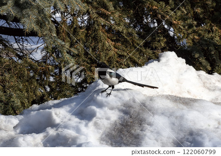 Magpie in a winter park. Birdwatching in the city. 122060799
