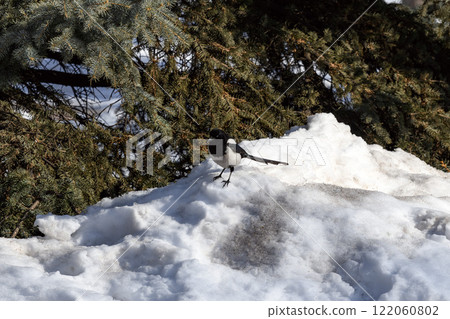 Magpie in a winter park. Birdwatching in the city. 122060802