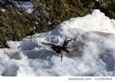 Magpie in a winter park. Birdwatching in the city. 122060804
