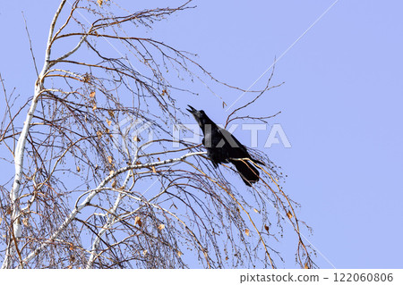 Crow in a winter park. Birdwatching in the city. Crow in a winter park. Birdwatching in the city. 122060806