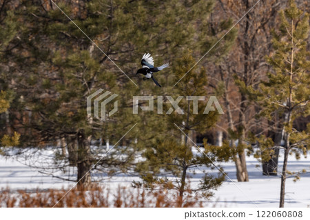 Magpie in a winter park. Birdwatching in the city. 122060808