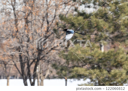 Magpie in a winter park. Birdwatching in the city. Magpie in a winter park. Birdwatching in the city. 122060812