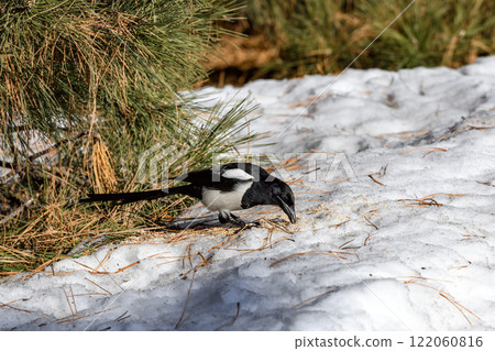 Magpie in a winter park. Birdwatching in the city. Magpie in a winter park. Birdwatching in the city. 122060816