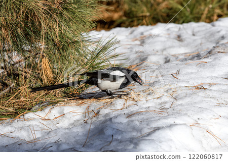 Magpie in a winter park. Birdwatching in the city. Magpie in a winter park. Birdwatching in the city. 122060817