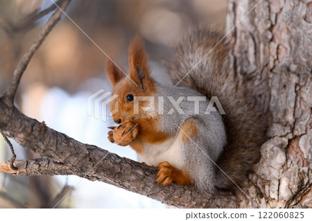 Red eurasian squirrel on snow in the park, close-up. Winter time. Red eurasian squirrel on snow in the park, close-up. Winter time. 122060825