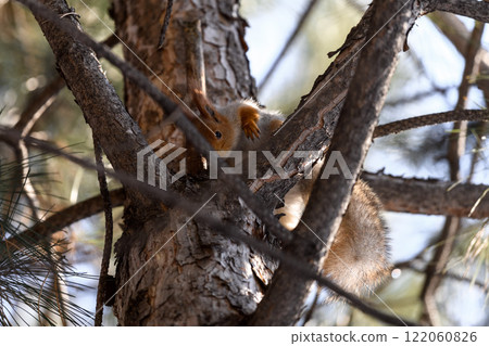 Red eurasian squirrel on snow in the park, close-up. Winter time. Red eurasian squirrel on snow in the park, close-up. Winter time. 122060826