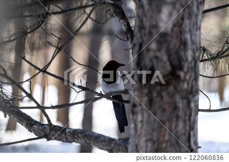 Magpie in a winter park. Birdwatching in the city. 122060836