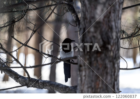 Magpie in a winter park. Birdwatching in the city. 122060837