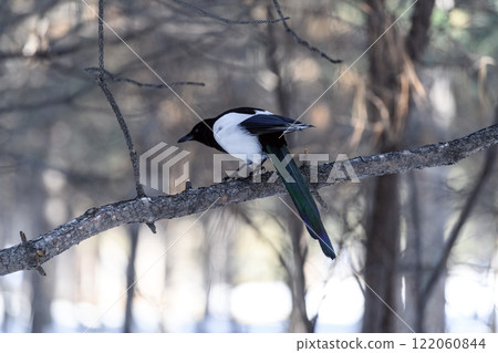 Magpie in a winter park. Birdwatching in the city. Magpie in a winter park. Birdwatching in the city. 122060844