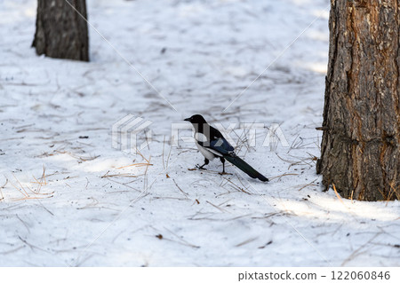 Magpie in a winter park. Birdwatching in the city. Magpie in a winter park. Birdwatching in the city. 122060846