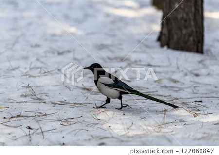 Magpie in a winter park. Birdwatching in the city. 122060847